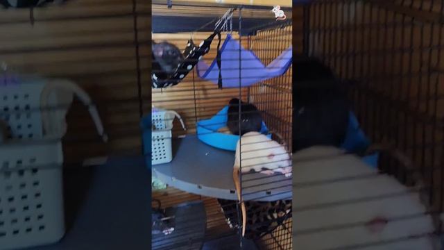 А на обед форелька😊 Крысы дамбо + белки дегу❤🔥❤🔥