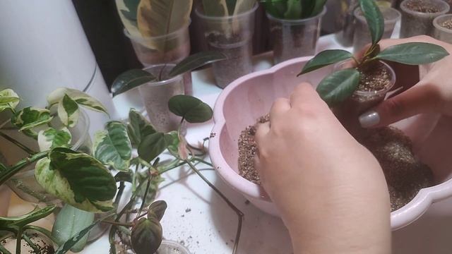 Черенки в ноябре - декабре 2023, часть 6