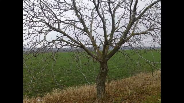 Электронная музыка, улучшающая функции мозга.