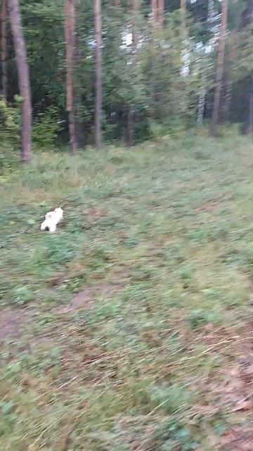 29.07.2024 #jackrussell #собака #джекрассел #собаки #животные #дрт #pets