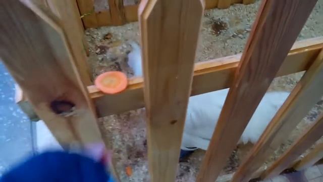 животные под музыку смотреть онлайн