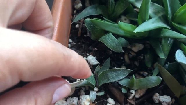 Actualizacion de mi Aloe Aristata o planta antorcha 🌱, la rescate!!! смотреть онлайн