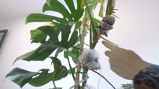 เปลี่ยนกระถางกัน EP15 ตัดขยายอัลโบ้ต้นใหญ่ไซส์แม่พันธุ์เอาไปตั้งแม่