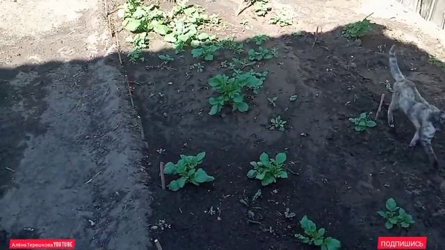 Воскресенье в деревенской семье/ Завтракаем/В огороде всё растёт/Деревенская жизнь бывших городских смотреть онлайн