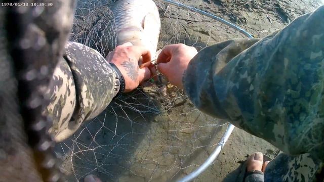 Обской сазан 10 кг. смотреть онлайн