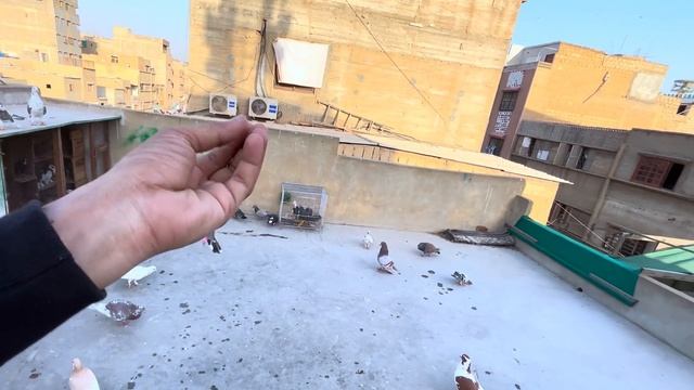 Guy’s Flying My New Pigeons 😲 смотреть онлайн