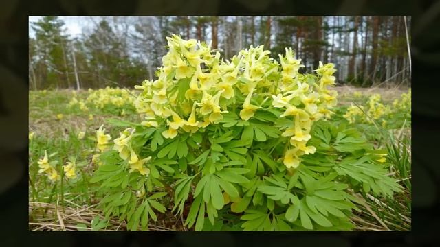 Растения для сухой тени. Что посадить? смотреть онлайн
