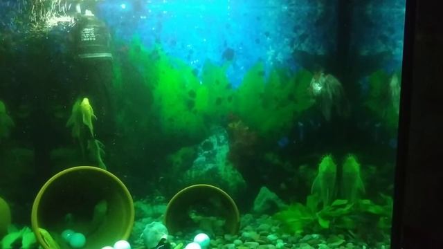 Золотая каскадерка. Любимое занятие зависать минут на пять вверх брюшком😀.