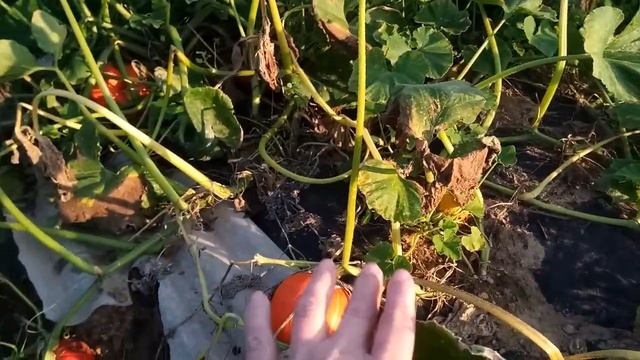 Вот и осень.Приважу в порядок огород. смотреть онлайн