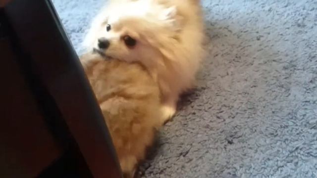 Померанский шпиц,месяц