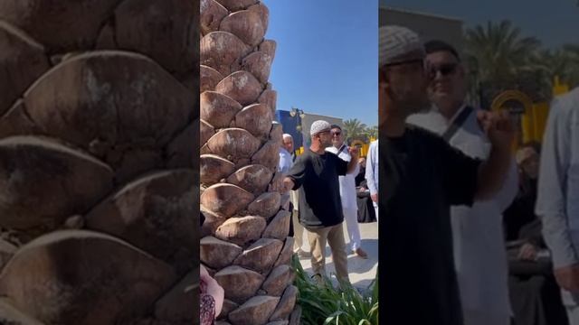 ХУРМО дарахти ва меваси хақида #video #hurma #islam #sunnah #masjid #namaz  #makkah #madinah #zamza