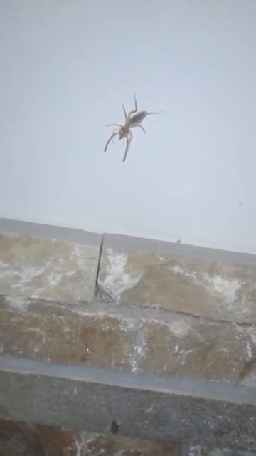 Demon spider ant смотреть онлайн