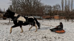 Обучение лошади.Управление тюбингом