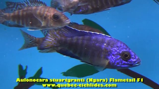 African cichlids : Aulonocara, Haps, Victoria / Arrival 2013-12-15 / Québec Cichlidés смотреть онлайн