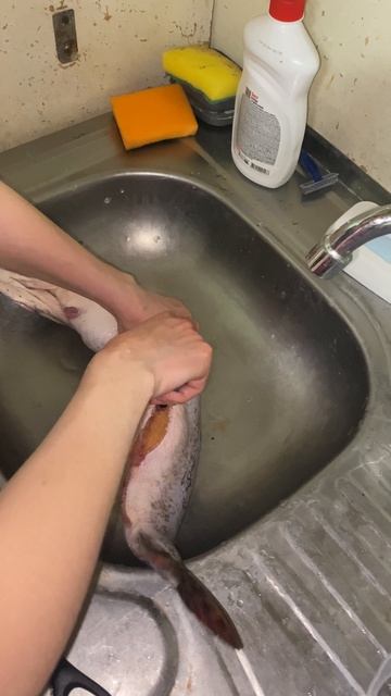 Щука с сюрпризом… #рыбалка #fishing #зимняярыбалка #icefishing #рыба #ловим смотреть онлайн