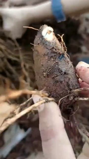 Harvesting Taro root/ Arbi from terrace garden #shorts смотреть онлайн