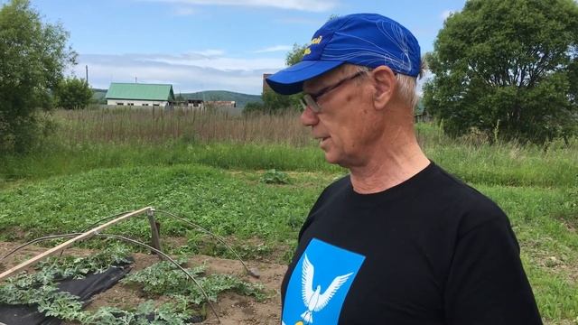 Арбузы: высадка в грунт рассадой и семенами, опыление, уход. Сергей Прохоров. Большой Камень. смотреть онлайн