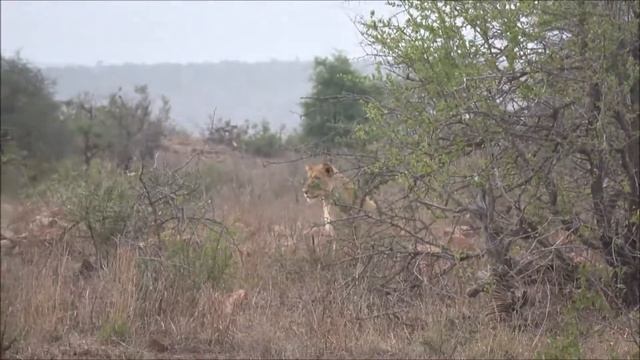 A Giraffe hunt - lions have a near miss! смотреть онлайн