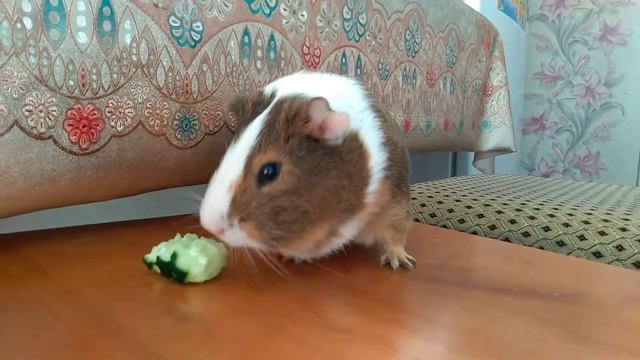 Бадди! 😘😘😘