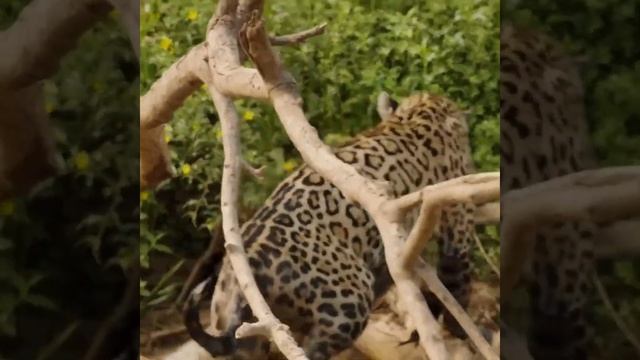 African Leopard: Formidable Crocodile Hunter смотреть онлайн