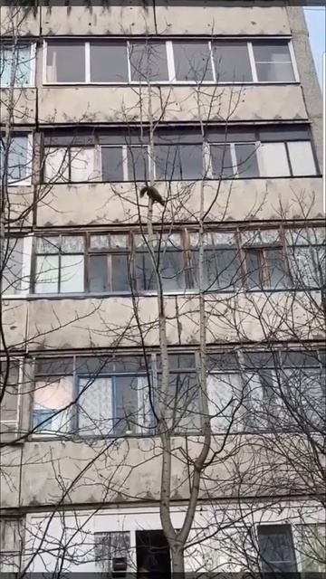 Куница в Сыктывкаре смотреть онлайн