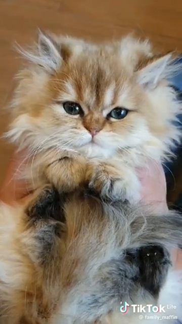 кошачья движуха. смотреть онлайн