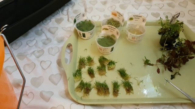 How to plant and prepare 1-2 grow plants смотреть онлайн