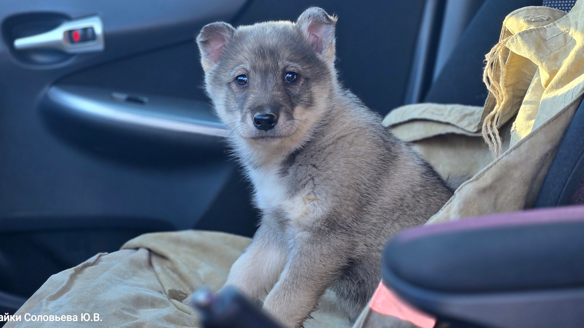 Щенок Дар покинул стаю лаек