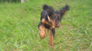 История шотландского сеттера Ларса. 17.07.2011г.