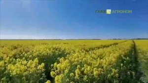 Посевы озимого рапса и применение инсектицидов