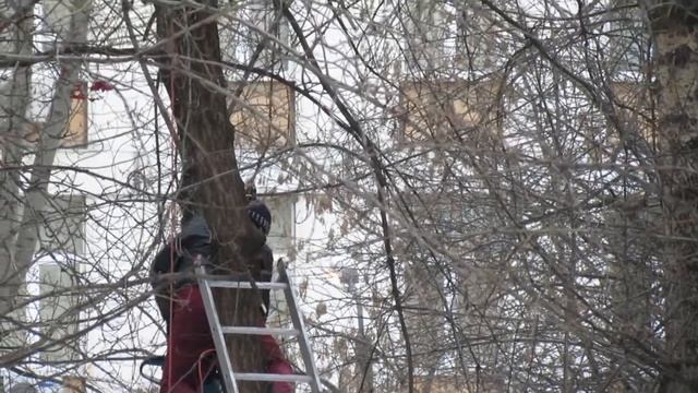 Пилят сухие деревья. Но снимать нельзя! :) смотреть онлайн