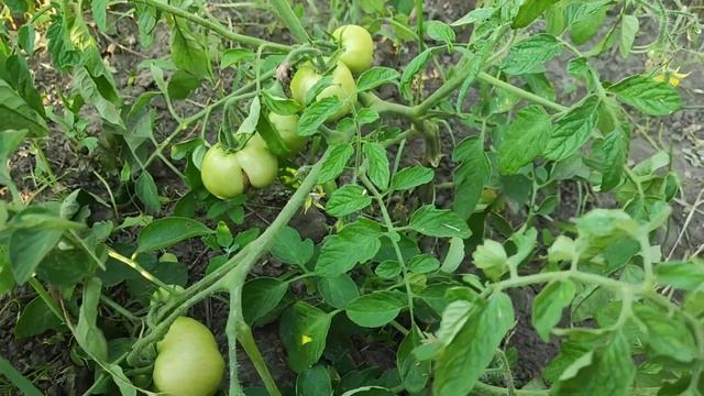 День Добрых Дел/ 31 хвостик/ странная женщина и что ждать дальше/ Чарли все понимает смотреть онлайн