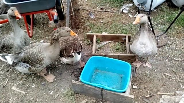 Гнуси, наседка