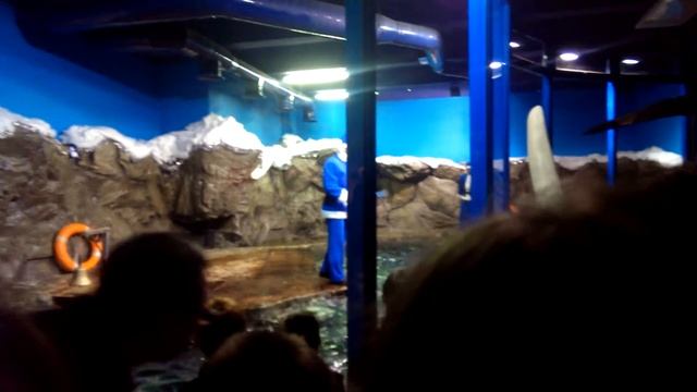 П359 - тюлени - день 13 - видео 7 - Немец опять офигевает в России смотреть онлайн