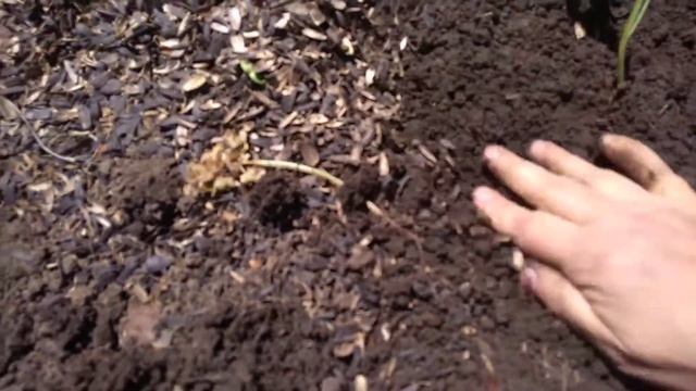 Высаживаю позднюю капусту. Ранняя капуста уже вяжет головки. смотреть онлайн