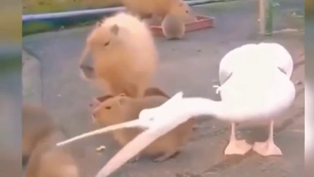 pelican trying to eat capybara | pelican arrested meme смотреть онлайн
