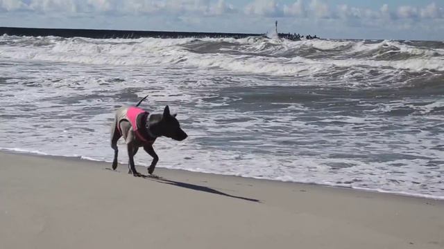 DSC 0954 смотреть онлайн