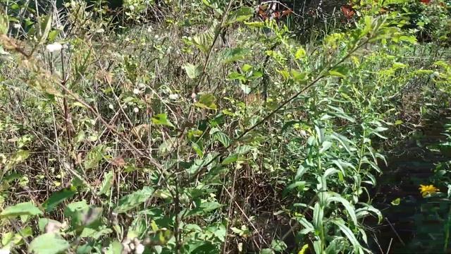 Snowberry