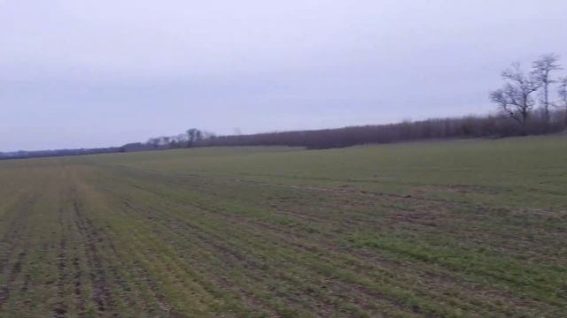 60 дней после внесения 700 кг удобрений на гектар озимой пшеницы Эффект с начала вегетации пшеницы смотреть онлайн