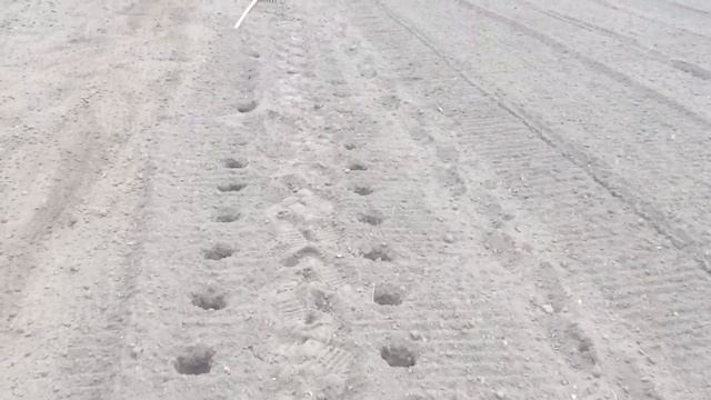 Как быстро сеять картофель. смотреть онлайн