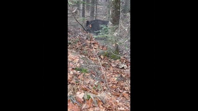 Сегодня мы кормим диких Кабанов 🙀 смотреть онлайн