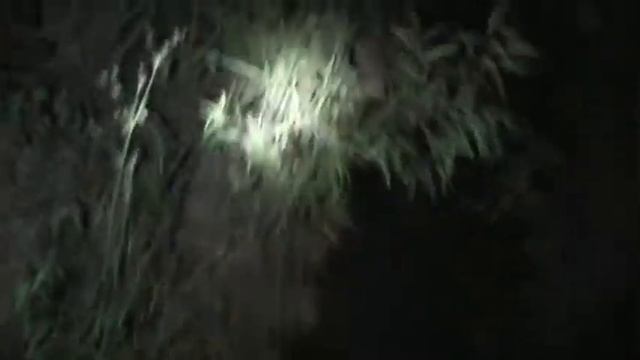 Hunting Gulf Coast Toads смотреть онлайн