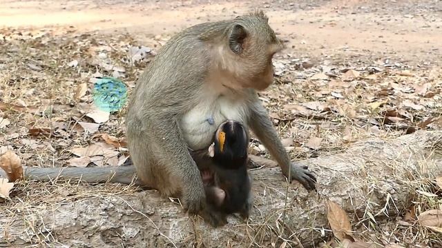 Mom Angle Has Enough Milk Flow Cover Baby Ale Full Until Fall Asleep In Deep Coma.