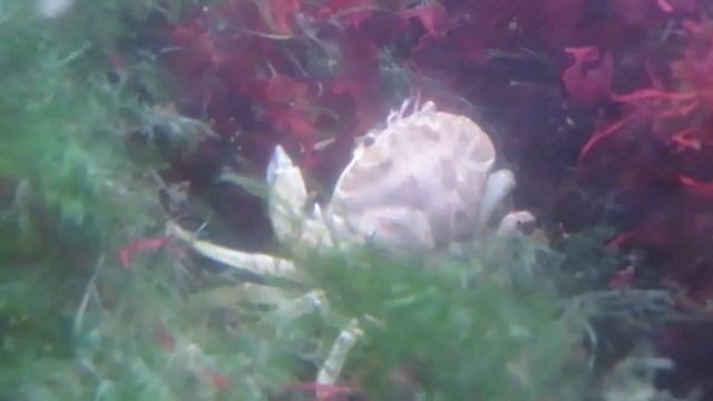 Caranguejos-verdes (Carcinus maenas) no Aquário Vasco da Gama смотреть онлайн