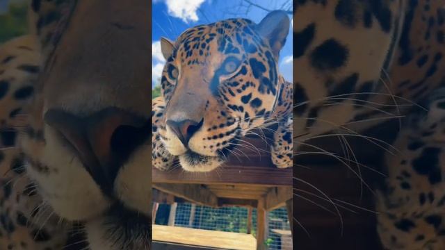 Tank Man смотреть онлайн