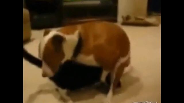 Dog Humping Face Compilation !!! Dog Humps His Own Face !!! смотреть онлайн