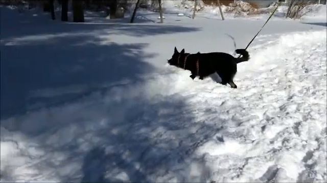 Snowmageddon 2015 in NH: Freya playing in the snow смотреть онлайн