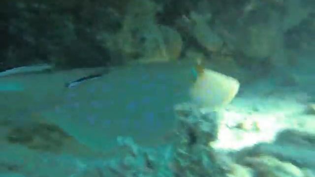 Bluespotted Stingray Hurghada