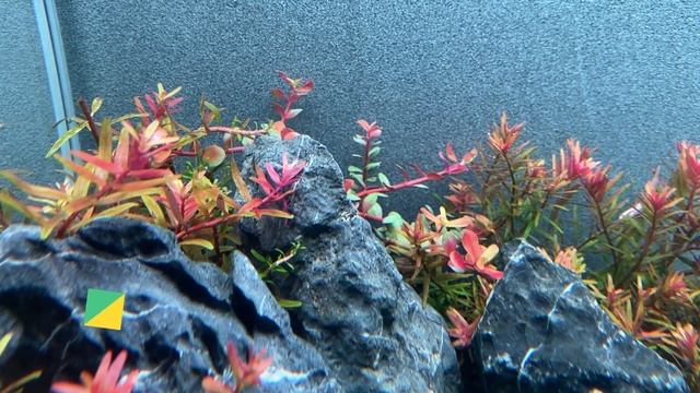 TUTORIAL BRAZILIAN STYLE AQUASCAPE 60P PART 2 смотреть онлайн