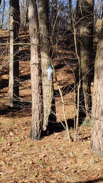 Обыкновенный #Поползень или #Ямщик Sitta europaea Wood Nuthatch - #Птицы Украины Birds Lover 4k смотреть онлайн